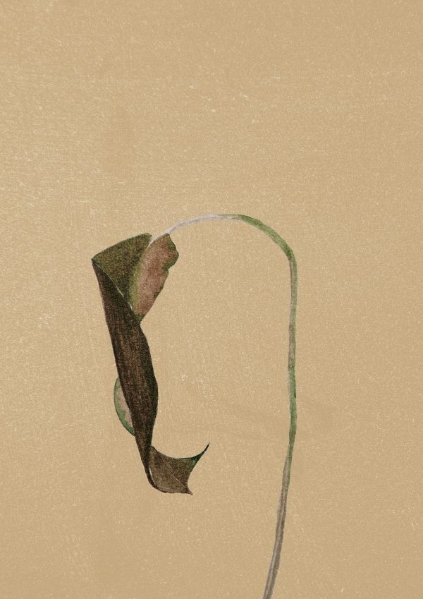 Πόστερ/πίνακας “A leaf”