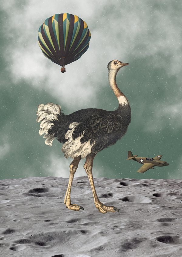 Πόστερ/πίνακας “Ostrich in space”